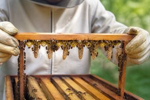 Cellule royale de 3 jours : rôle, identification et bonnes pratiques en apiculture