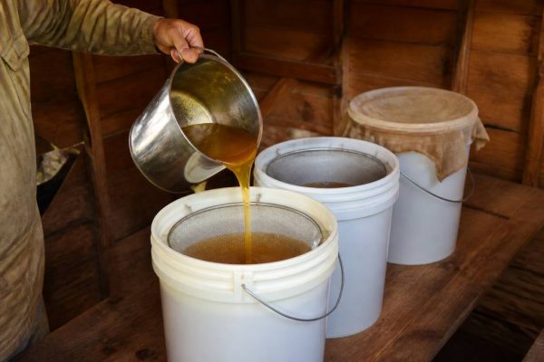 Comment déshumidifier le miel après extraction efficacement et naturellement