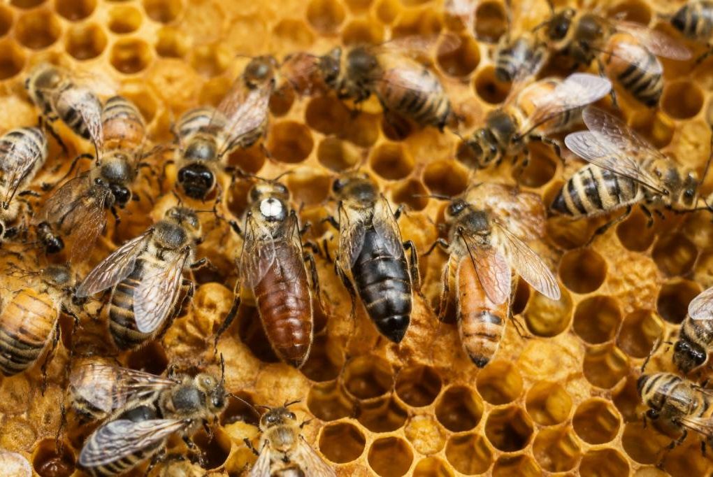 Couleur des reines abeilles : comprendre leur signification et leur évolution