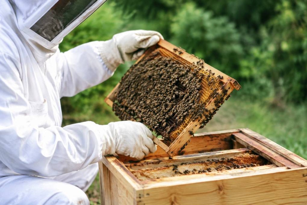 Donne essaim d'abeilles : conseils pour peupler une ruche kényane
