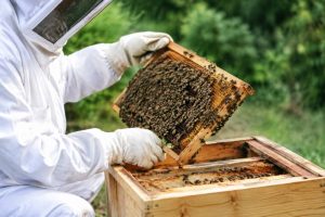 Donne essaim d'abeilles : conseils pour peupler une ruche kényane