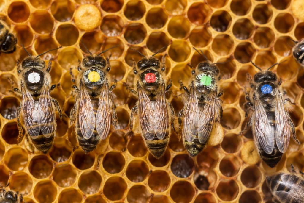 Couleurs des reines abeilles : signification et identification au rucher