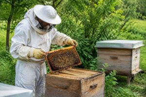Apiculteur moins de 50 ruches : guide pratique pour gérer un petit rucher naturel