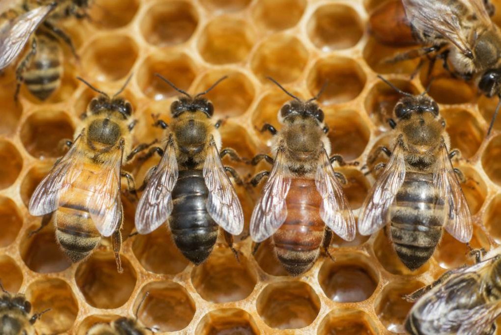 Couleur reines abeilles : comprendre les variations et leur influence sur la colonie