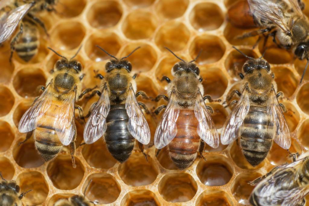 Couleur reines abeilles : comprendre les variations et leur influence sur la colonie